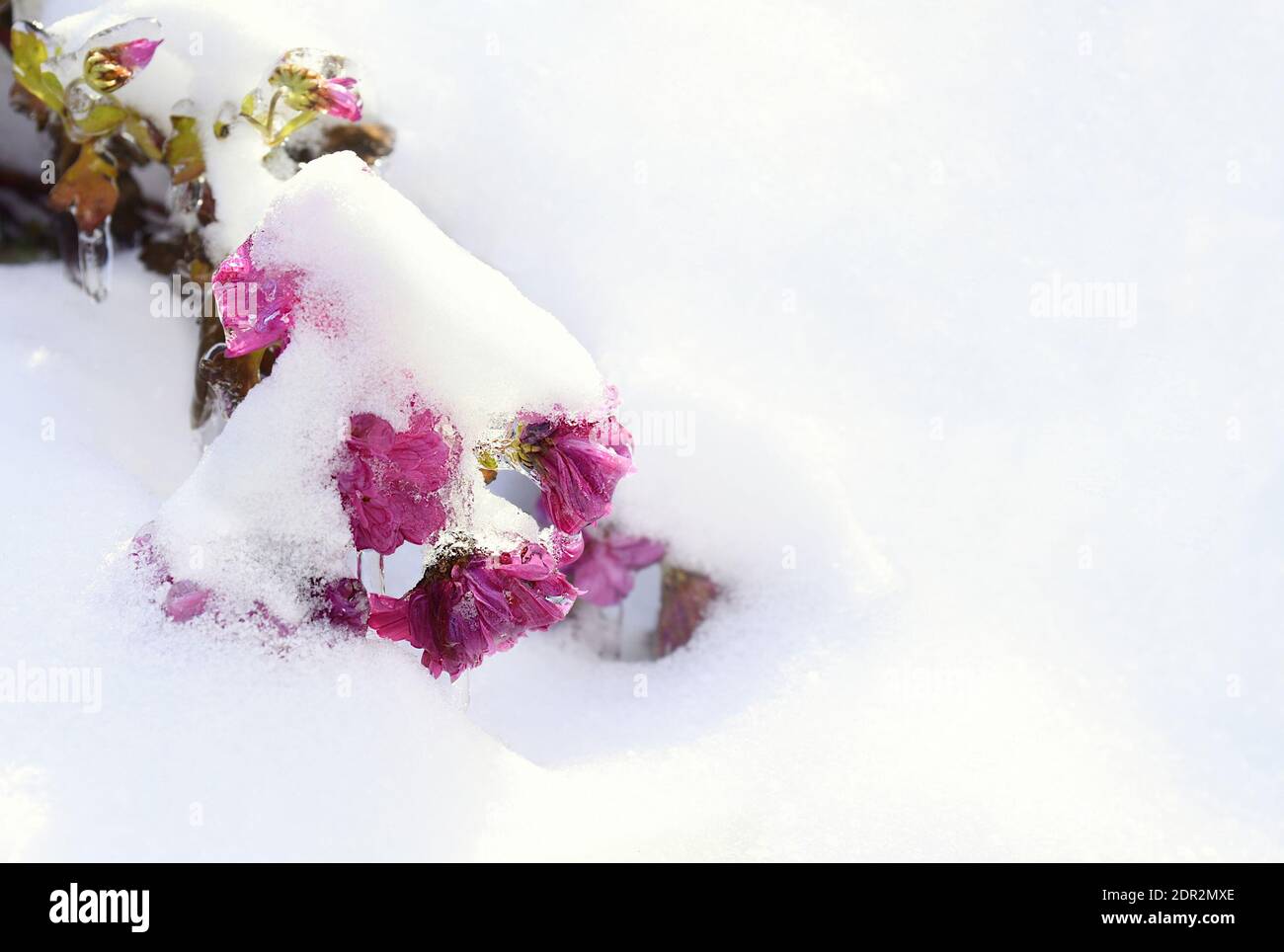 Selective focuse of frozen pink  flowers covered with ice on the snow. Background with copy space Stock Photo