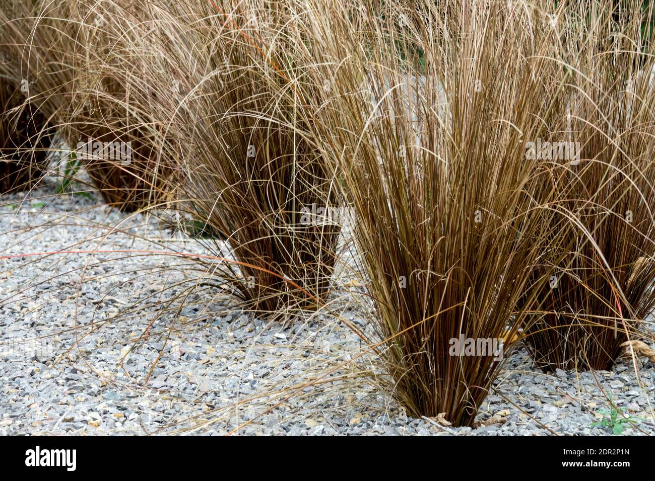 Gravel garden mulch,  ornamental grass Carex buchananii 'Red Rooster' Stock Photo