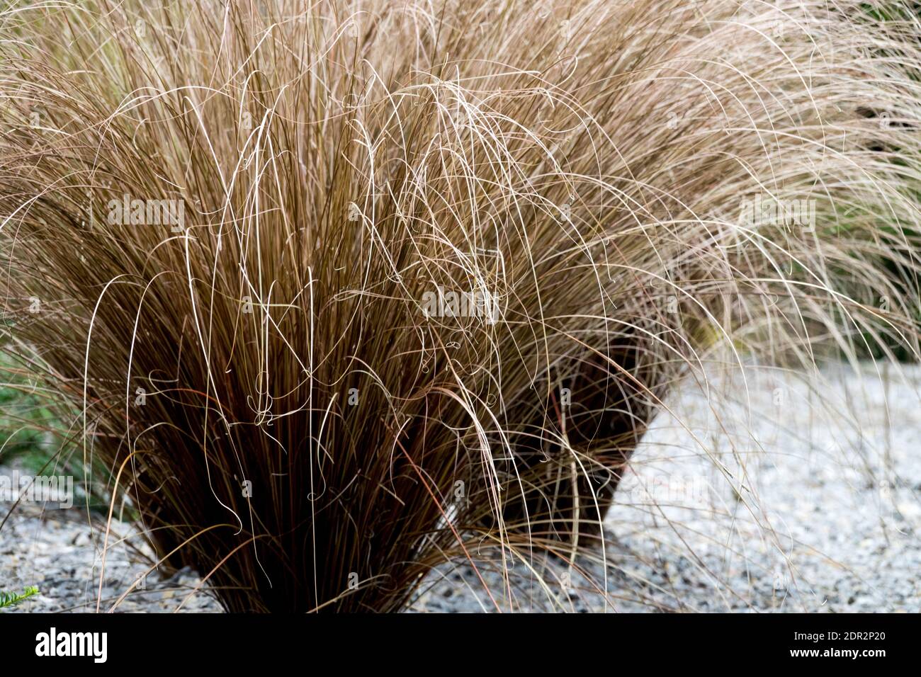 Gravel garden plants, ornamental grasses Stock Photo