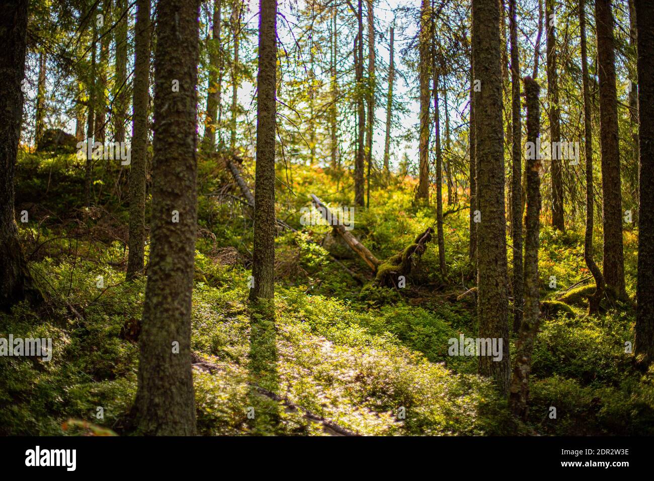 A beautiful scenery of a forest with a lot of tall tre Stock Photo - Alamy