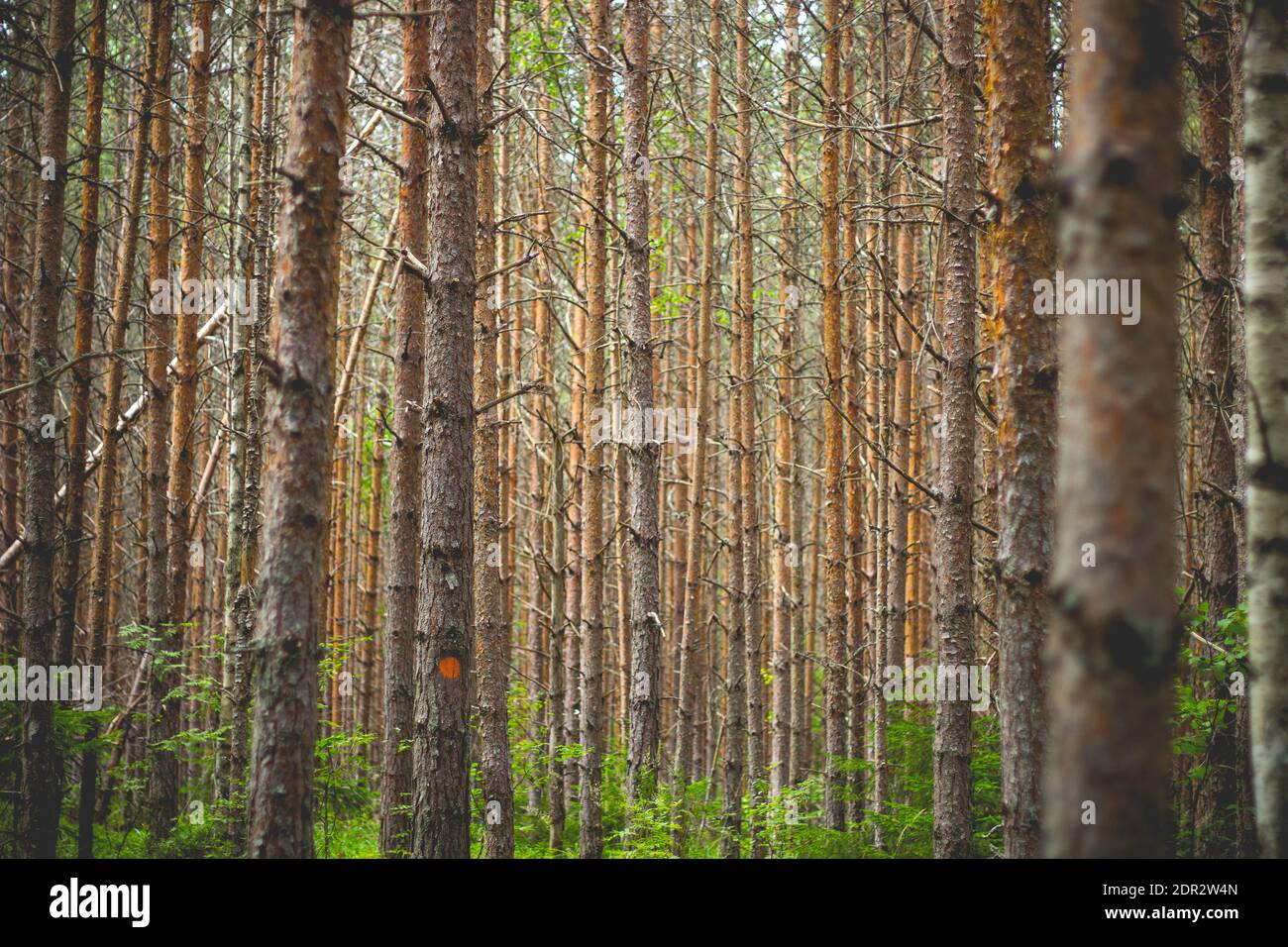 A beautiful scenery of a forest with a lot of tall trees Stock Photo ...