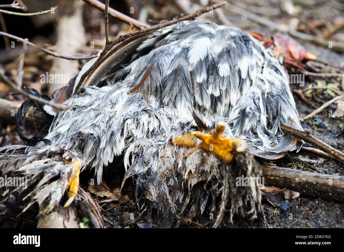Crest Of Rooster Plant High Resolution Stock Photography and Images - Alamy
