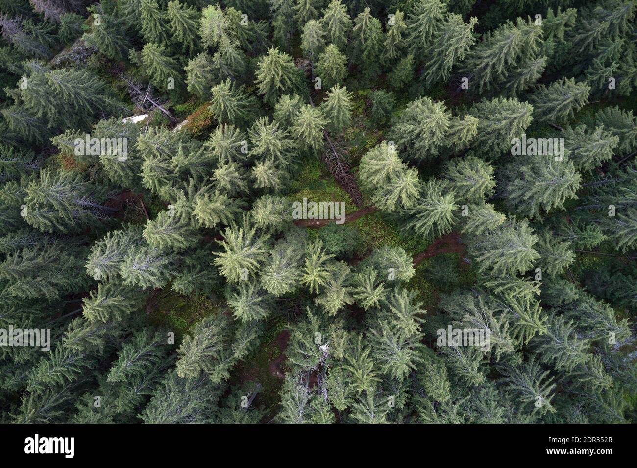 Aerial drone view of a mountainous old Pine tree forest landscape with a winding hiking trail through it. Stock Photo