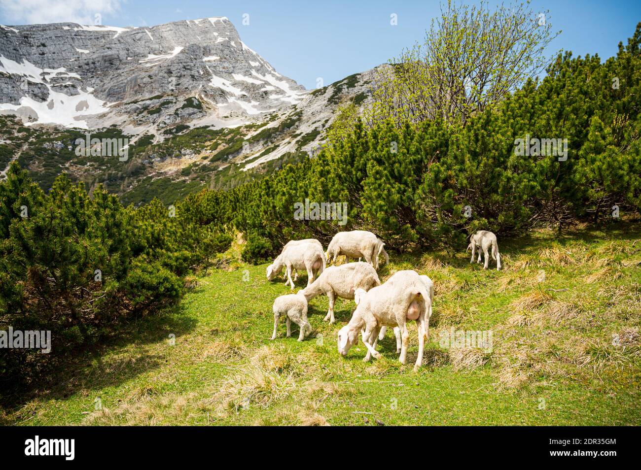 Flock of sheep grazing on alpine meadow surrounded with mountains Stock ...