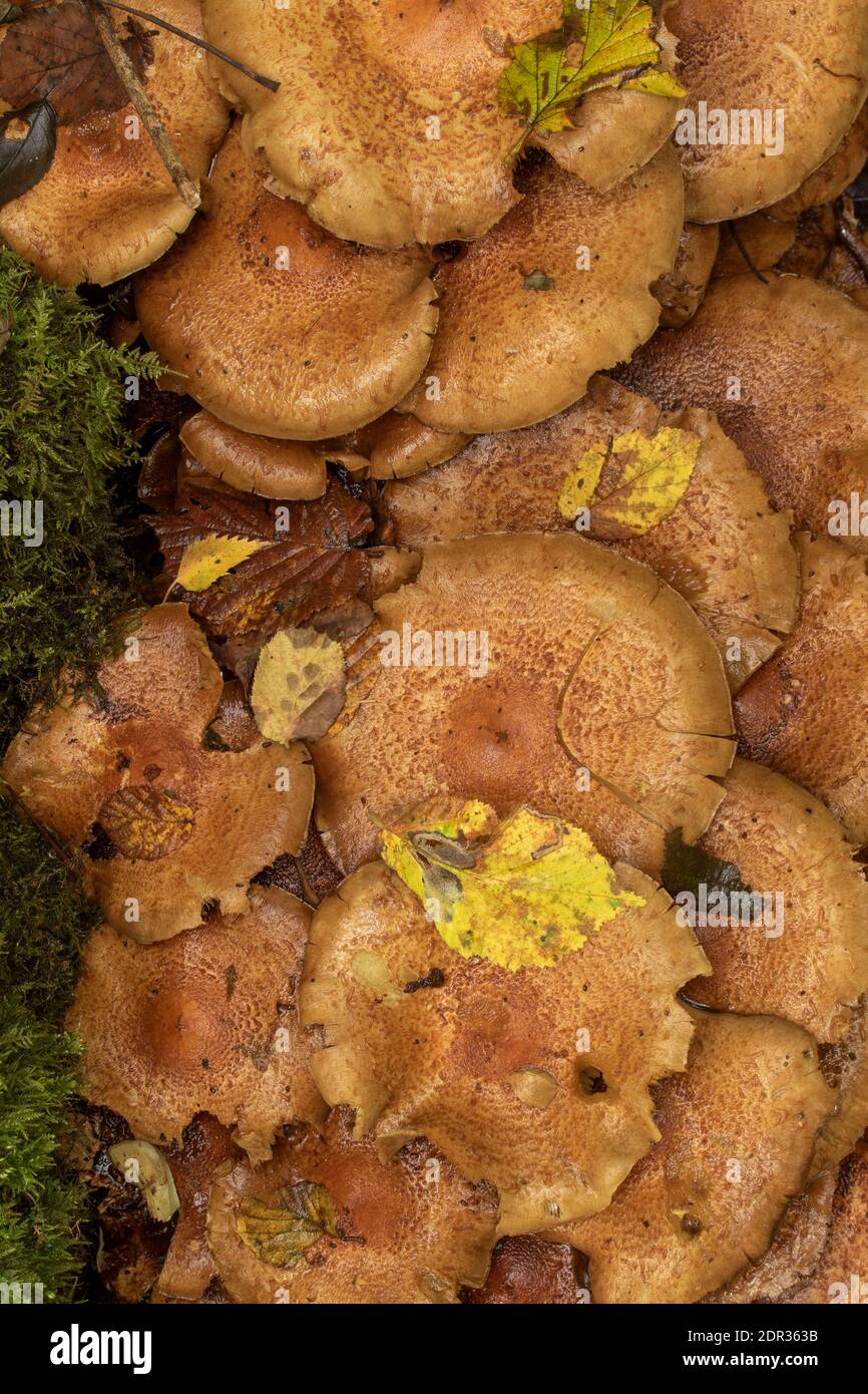 Honey Fungi growing in profusion at the base of a moss covered tree stump Stock Photo