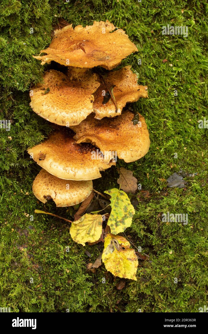 Honey Fungi growing in profusion at the base of a moss covered tree stump Stock Photo