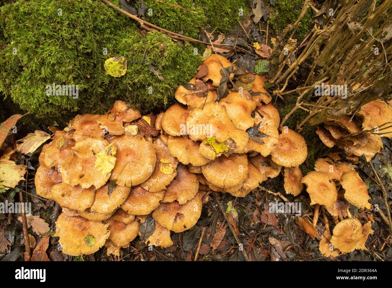 Honey Fungi growing in profusion at the base of a moss covered tree stump Stock Photo