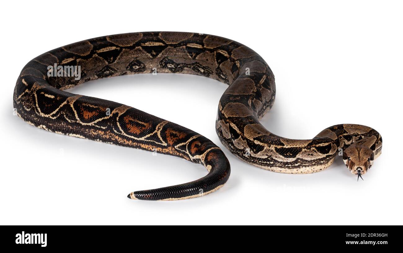 Full body Boa Constrictor aka Boa Constrictor Imperator snake. Isolated on  white background Stock Photo - Alamy