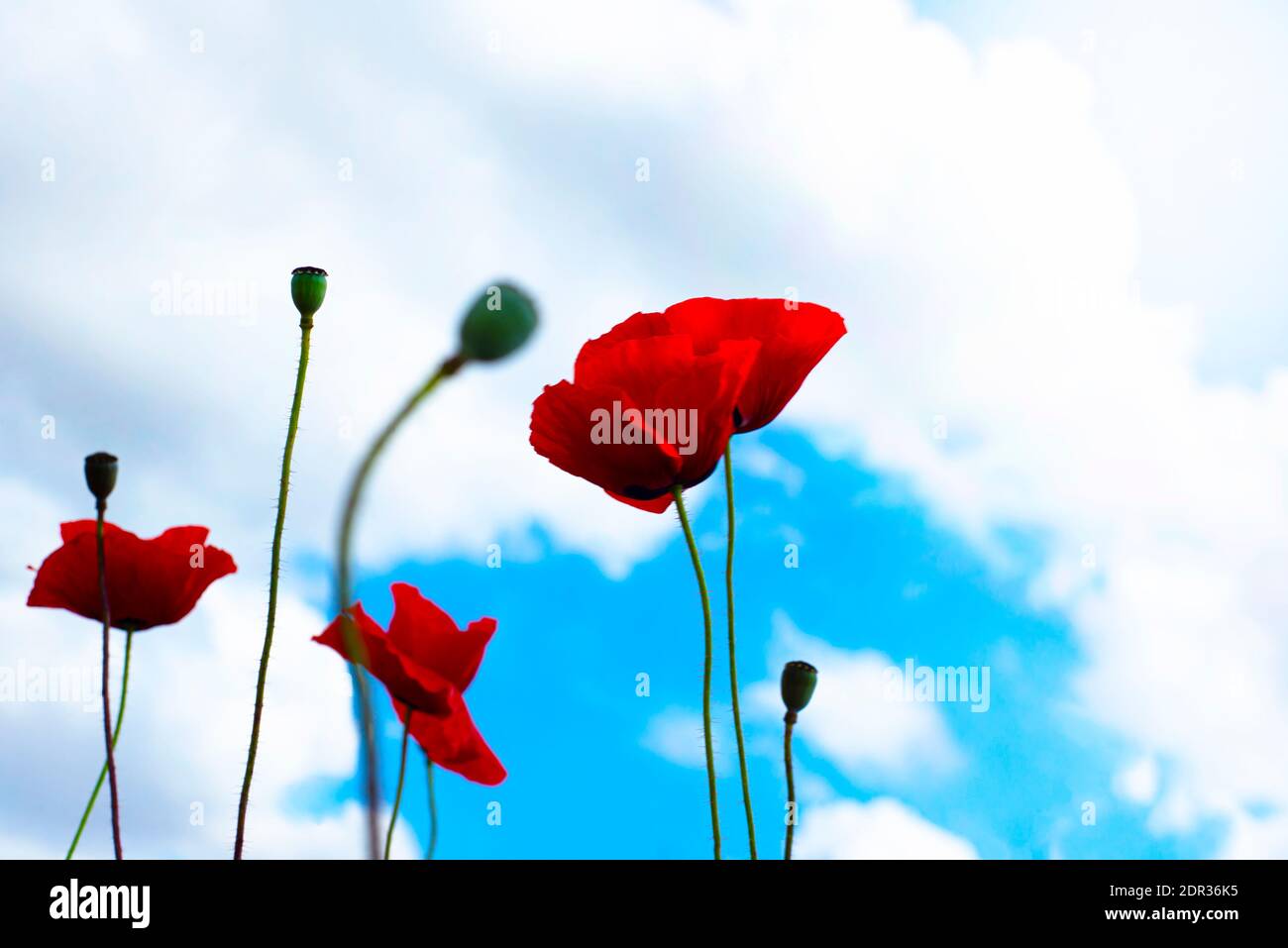 Poppies flowers blue sky clouds hi-res stock photography and images - Alamy