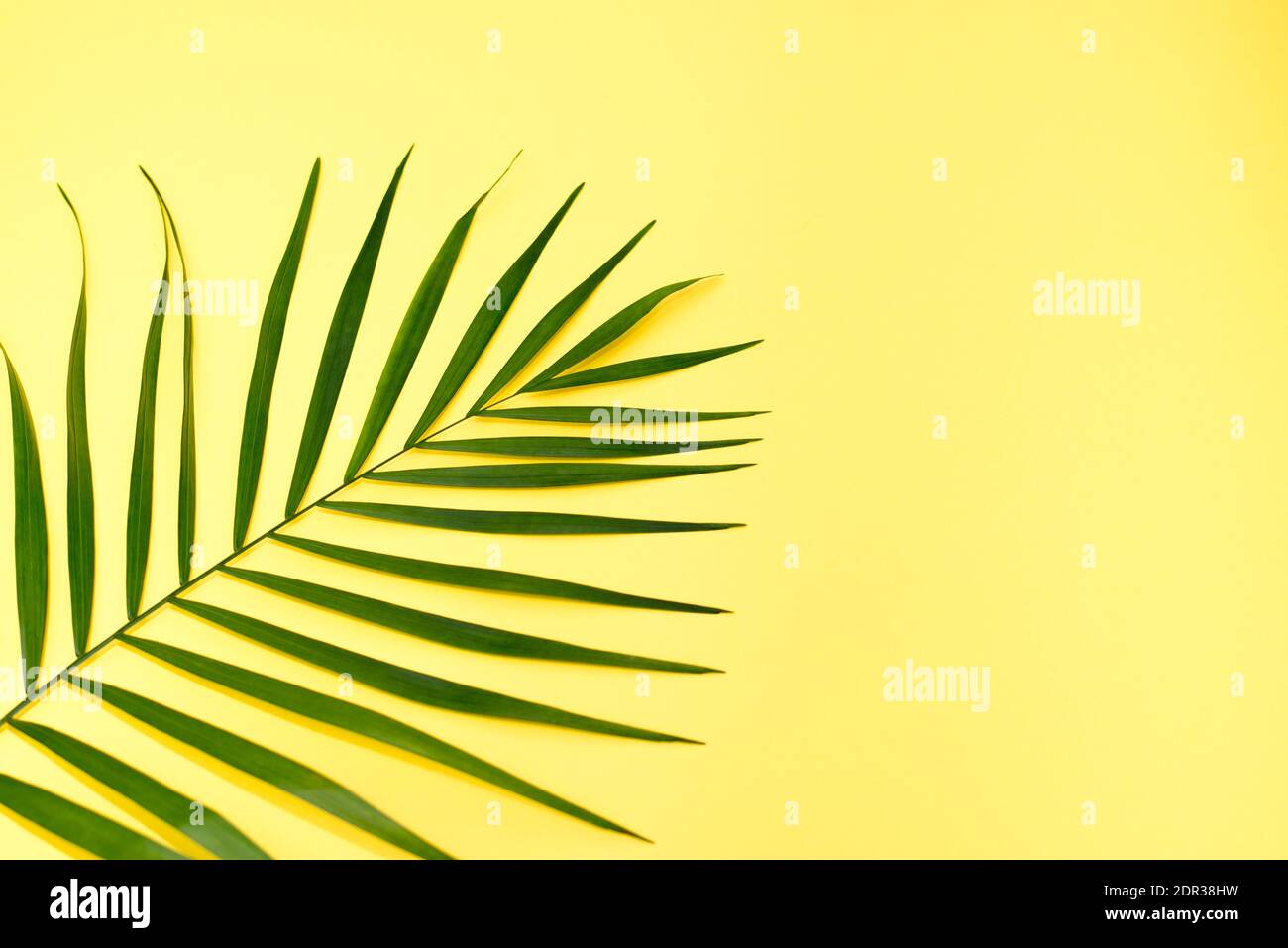 Tropical palm leaves on yellow background. Summer concept. Flat lay ...