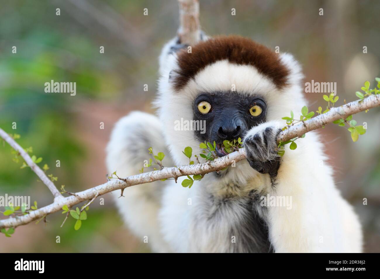 Verreaux's sifaka, (Propithecus verreauxi), Berenty Reserve, Madagascar Stock Photo
