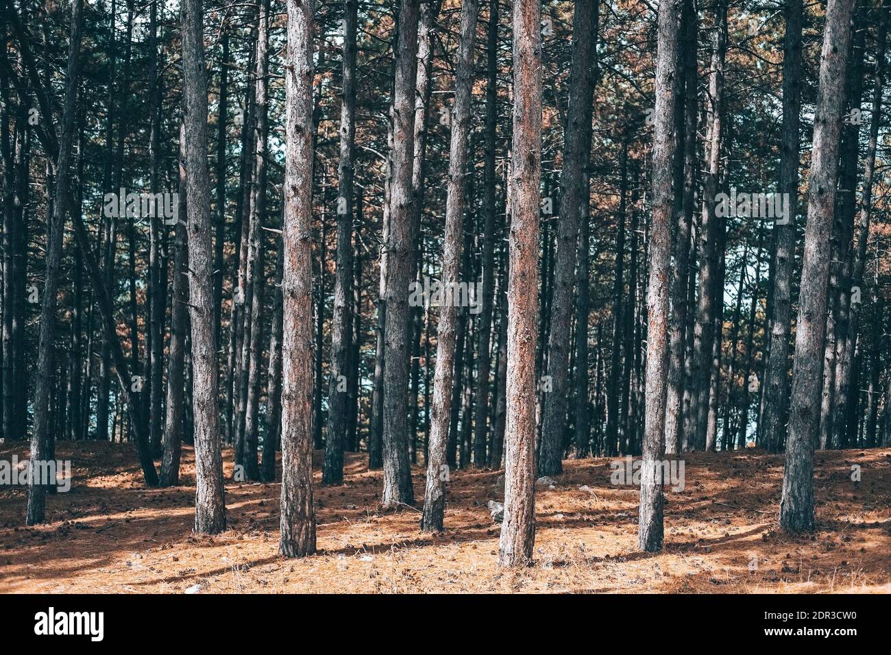 Pine Trees In Forest Stock Photo - Alamy
