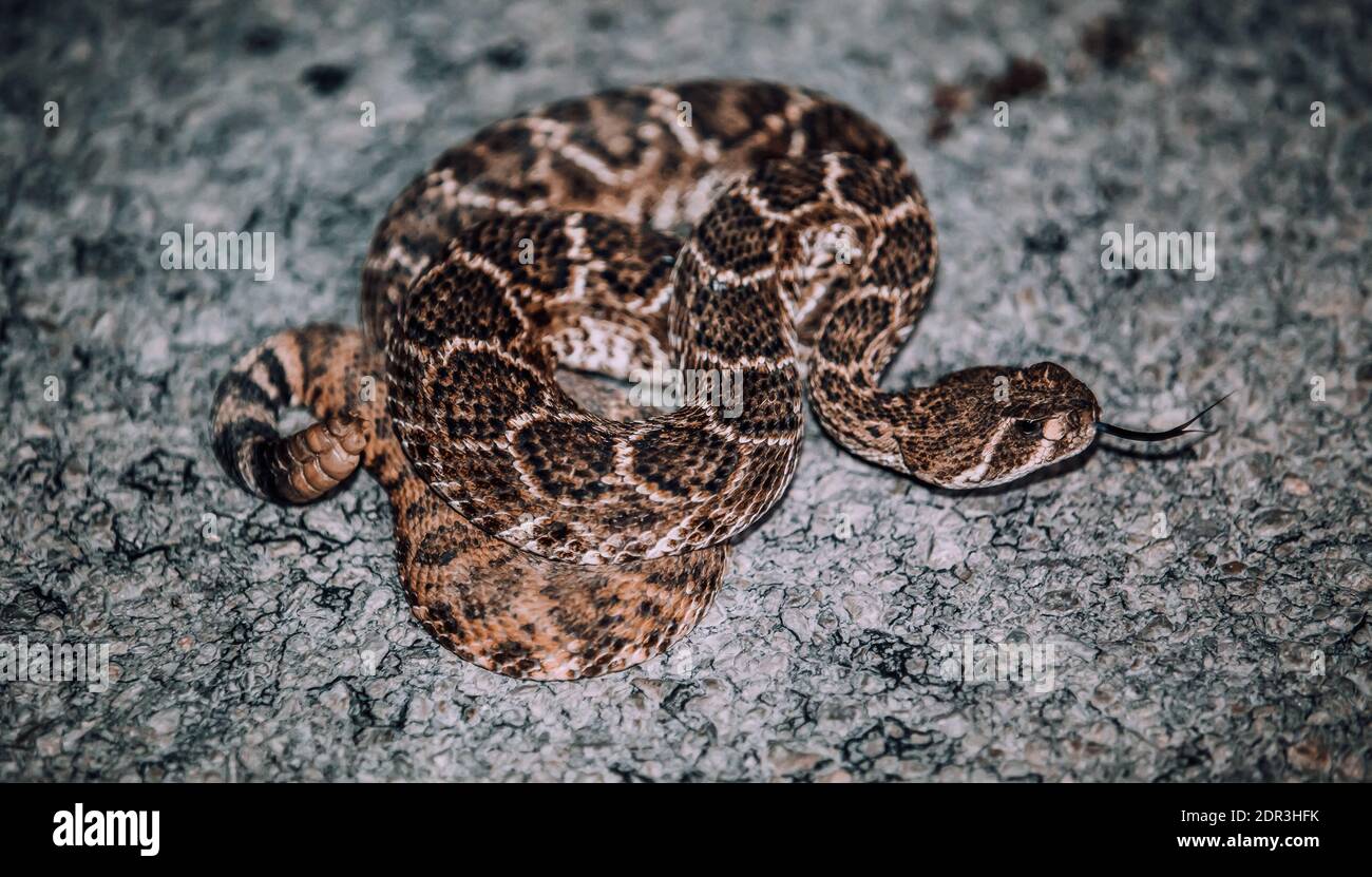 Close up of a diamondback rattlesnake hi-res stock photography and ...