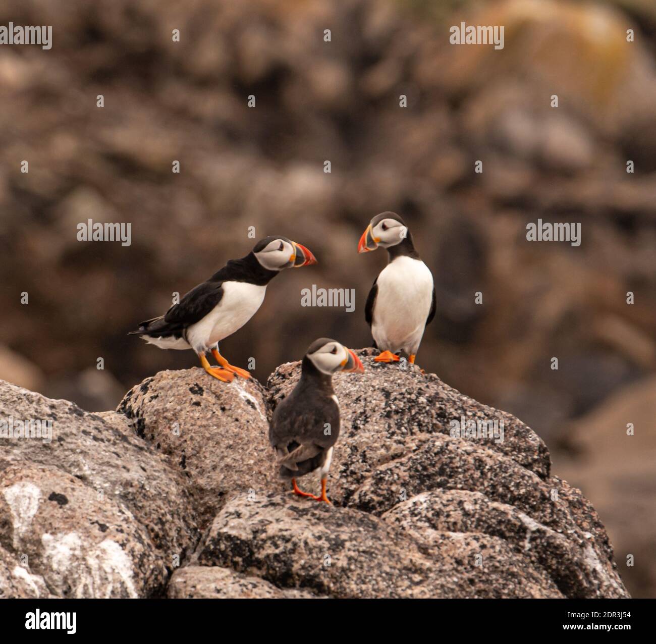Close-up Of Birds Perching On Rock Stock Photo