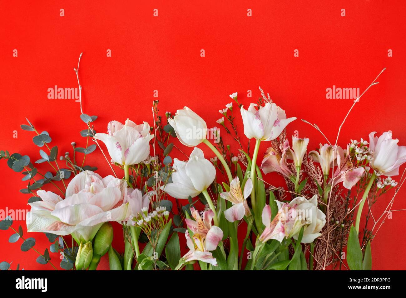 White tulips alstroemeria branches and green leaf on red background with copy space. Sweet and beautiful wallpaper for Valentine backdrop design Stock Photo