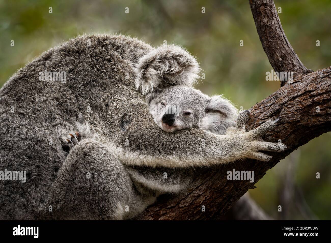 Koala Joey High Resolution Stock Photography And Images Alamy Koala Joey High Resolution Stock Photography And Images Alamy