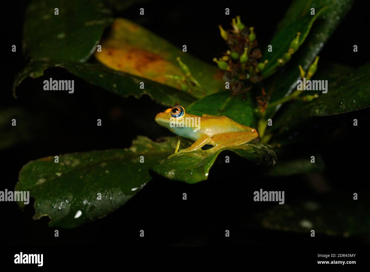 Green bright-eyed frog (Boophis viridis), Andasibe-Mantadia National Park, Madagascar Stock Photo