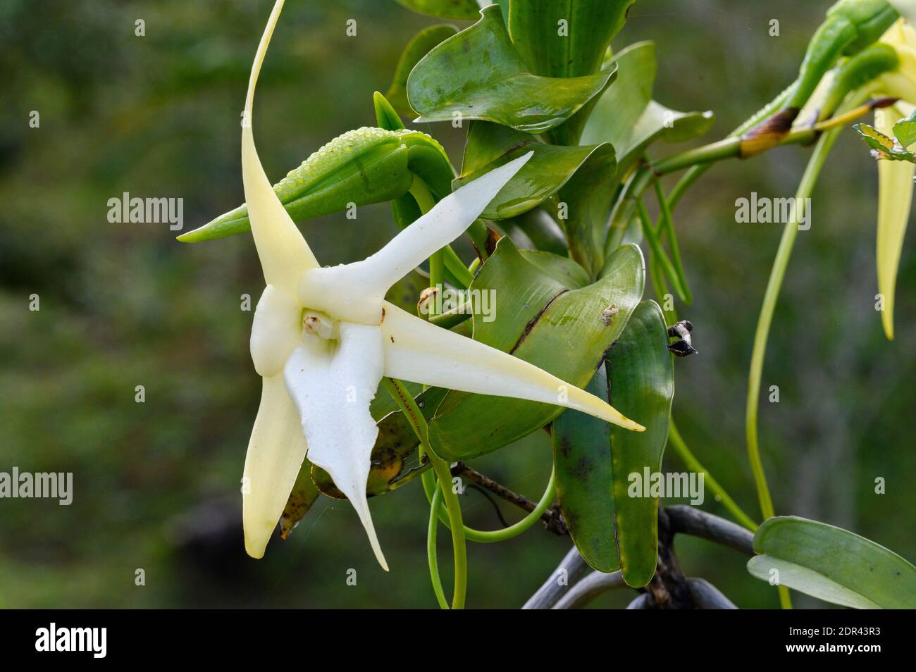 Darwin's epiphytic Orchid (Angraecum sesquipedale) in hotel gardens. Andasibe, Madagascar Stock Photo