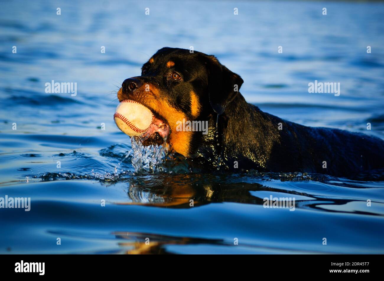 Close-up Of Dog In Water Stock Photo