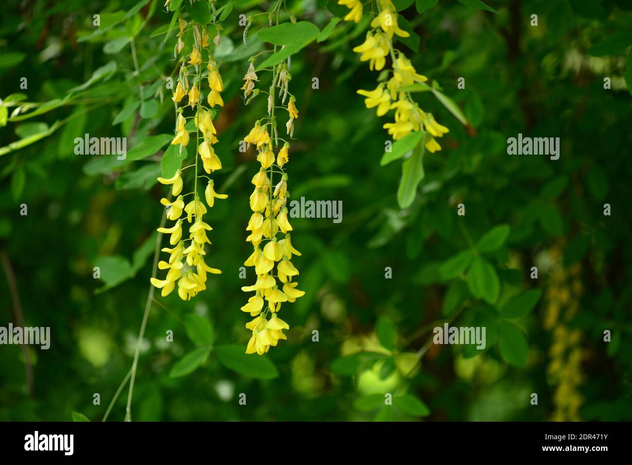 Branches with beautiful yellow hanging flowers of golden rain tree in