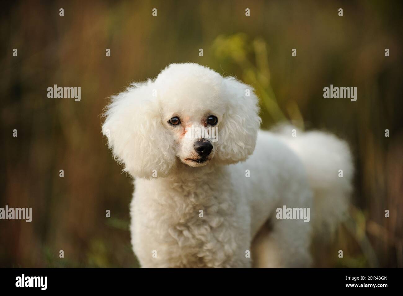 Close-up Portrait Of White Dog Stock Photo