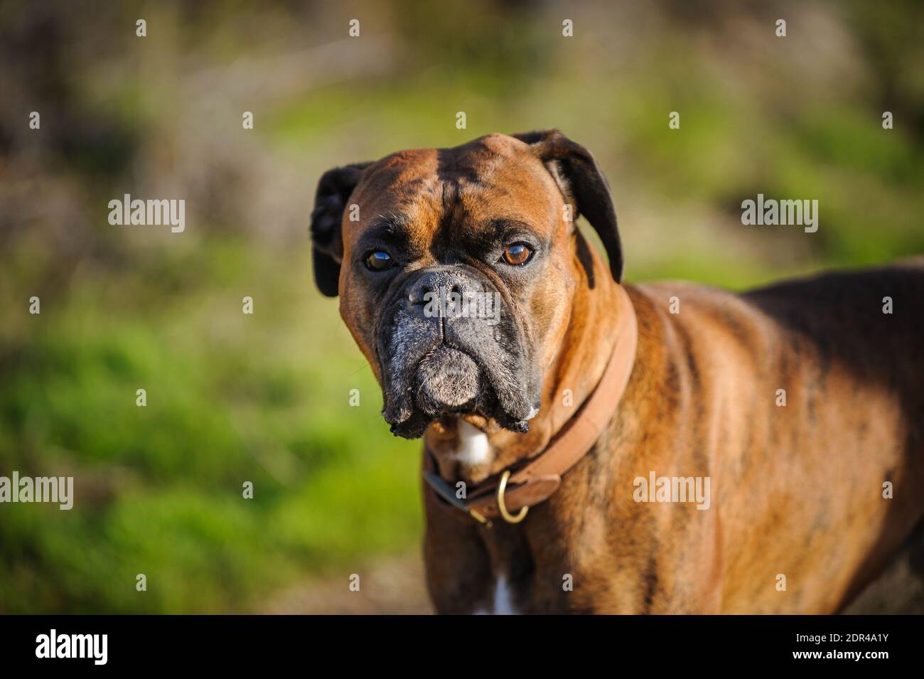 Close-up Portrait Of Dog Stock Photo