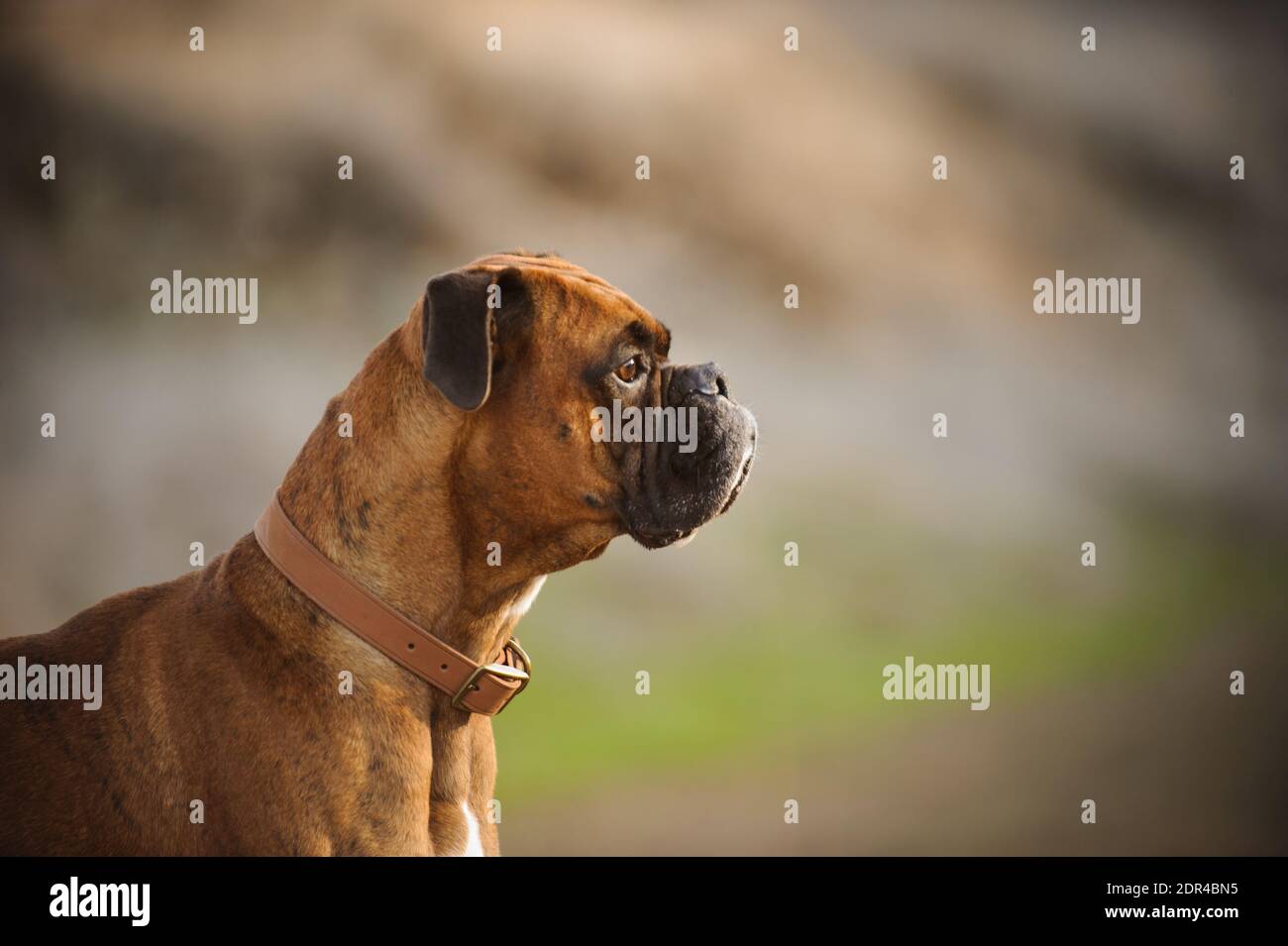 Close-up Of Dog Outdoors Stock Photo