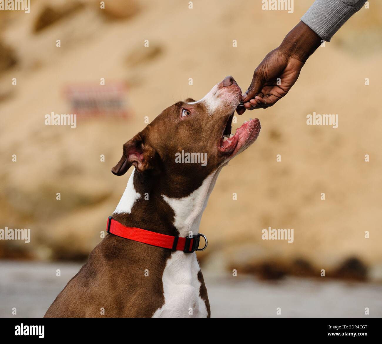 Close-up Of Hand Feeding Dog Stock Photo