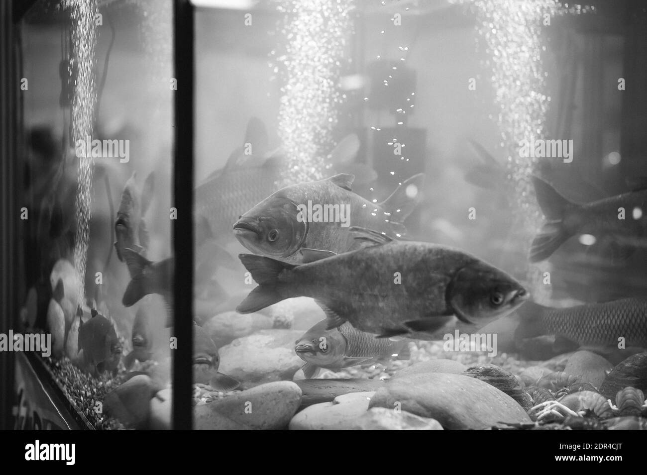 Fish in tank Black and White Stock Photos Images Alamy