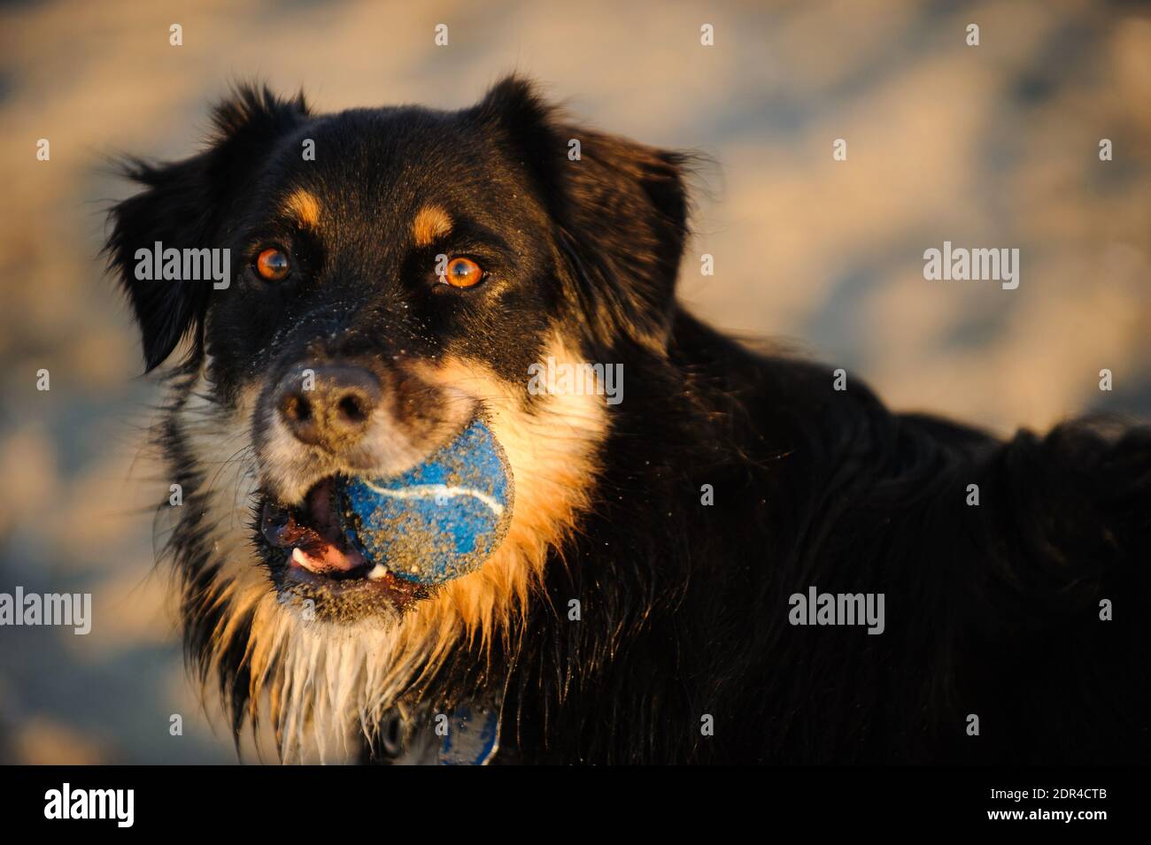 Portrait Of Black Dog Against Sky Stock Photo
