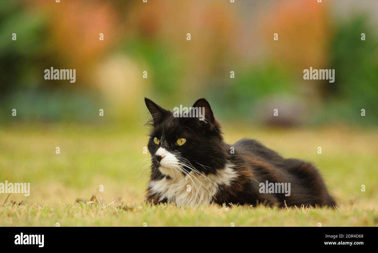 Portrait Of Cat On Grass Stock Photo