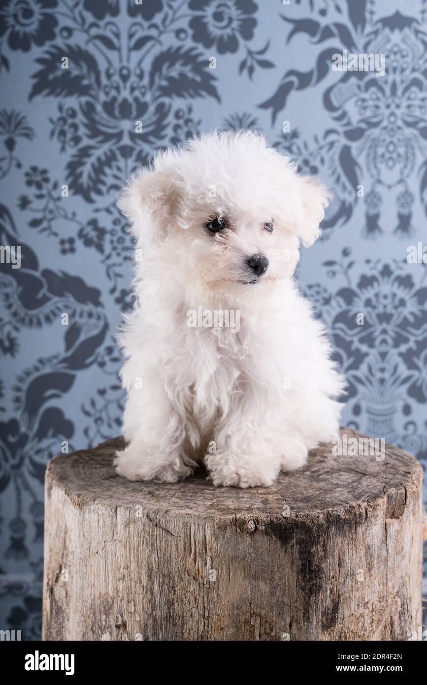 Cute Bichon Frise puppy on studio Stock Photo - Alamy