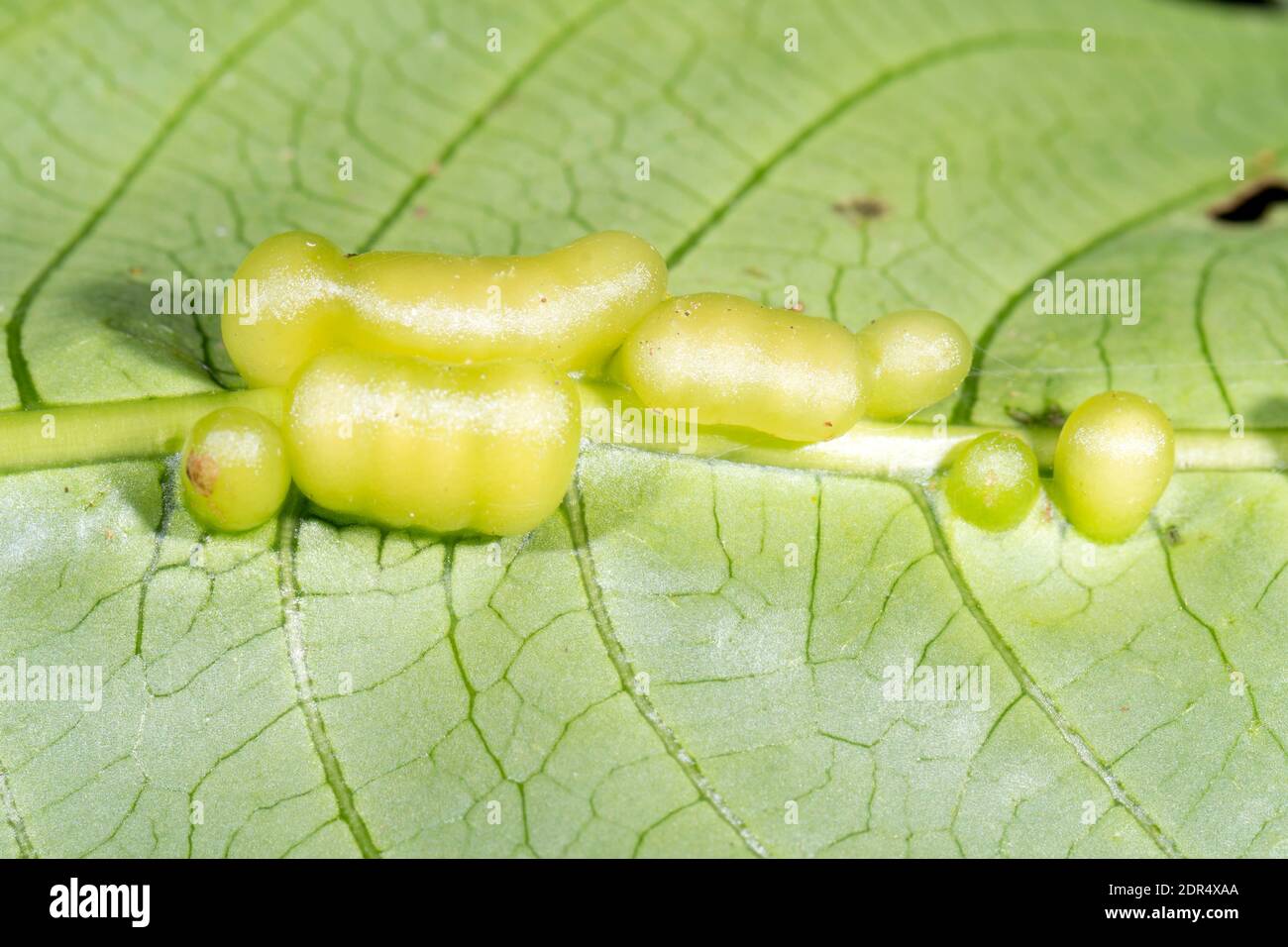 Galls on the underside of a leaf in montane rainforest in the Los Cedros Reserve, western Ecuador. Stock Photo