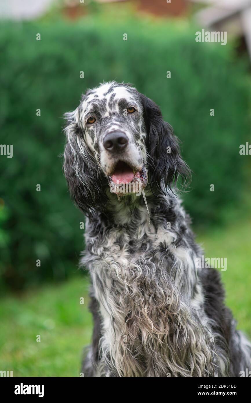 are english setters laid back dogs