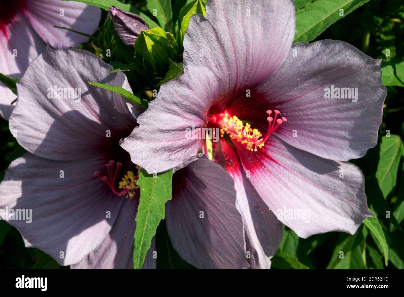 Hibiscus moscheutos swamp rose-mallow large flowers blush center Stock Photo