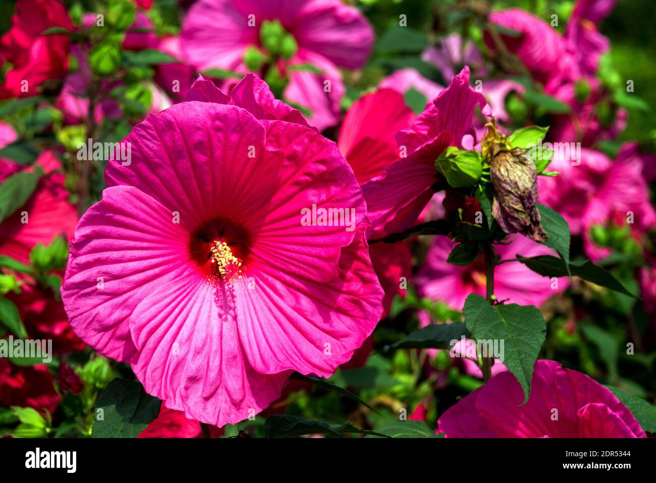 Hibiscus moscheutos swamp rose-mallow pink flowers in garden Large blooms Stock Photo