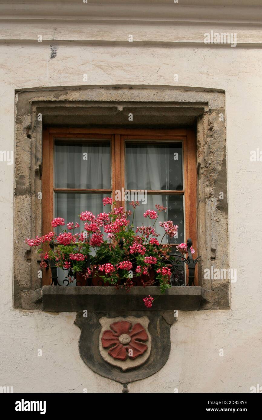 Five petaled rose, symbol of the Rosenberg family on the wall under the  window of a house in Cesky Krumlov Stock Photo - Alamy