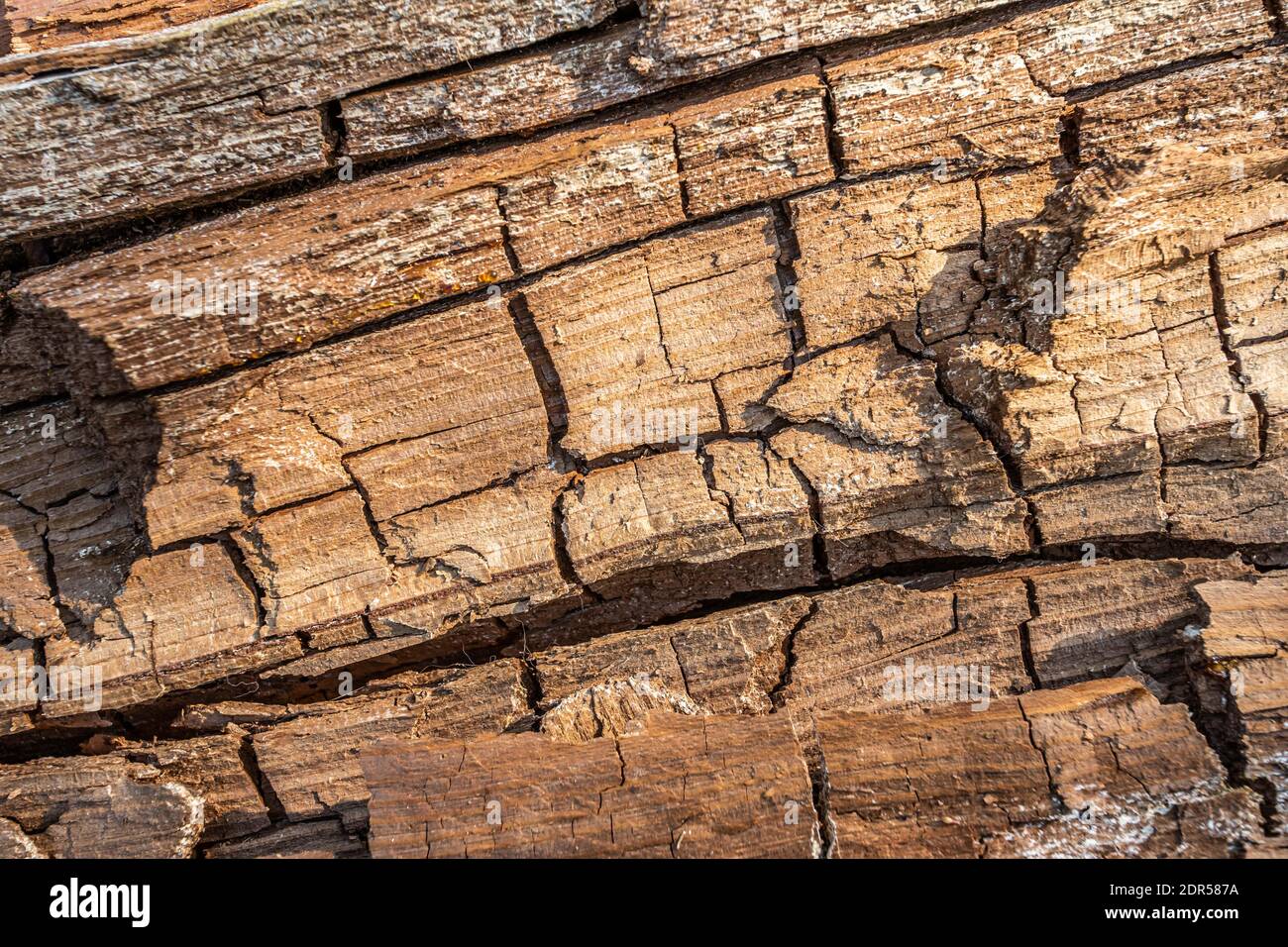 Old rotten wood with cracks and spore fungus. White mold on a wooden
