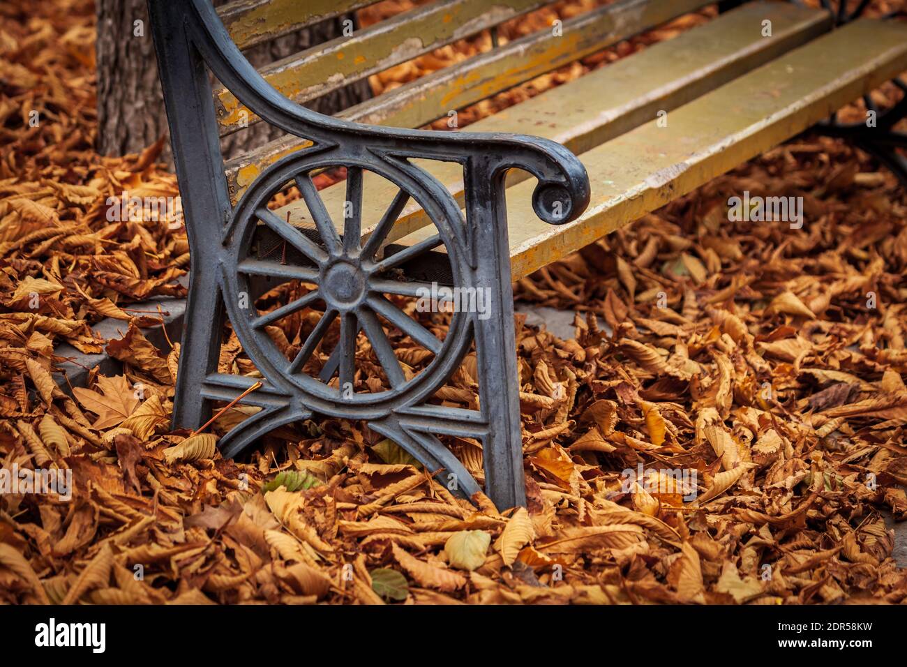 autumn leaves in beautiful fall, bench and dry leaves in autumn time ...