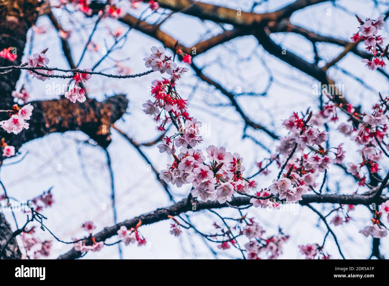 Low Angle View Of Cherry Blossom Tree During Winter Stock Photo Alamy