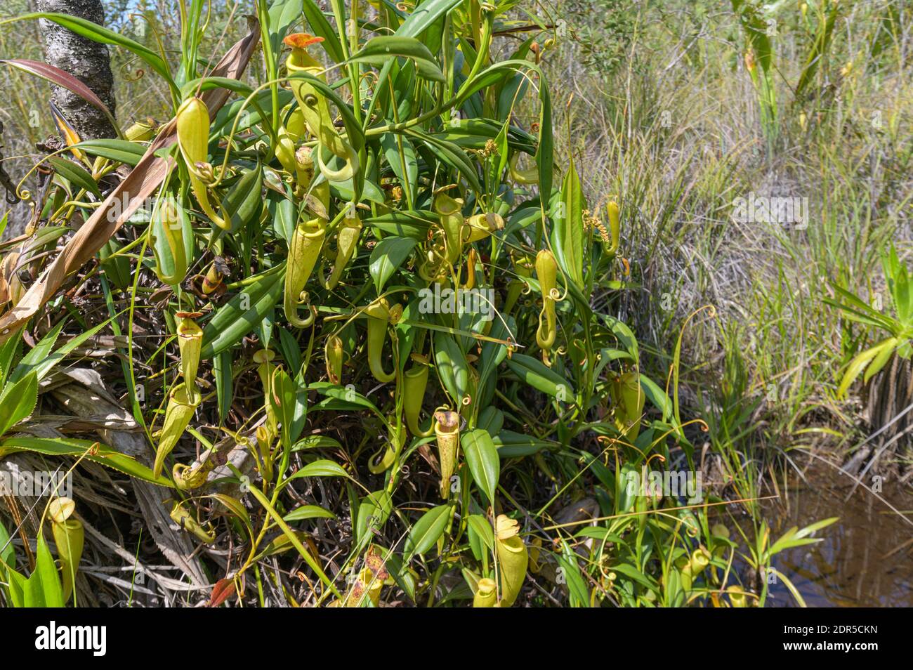 Pitcher Plant (Nepenthes madagascariensis) , Lake Ampitabe, Ankanin’ny Nofy, Madagascar Stock Photo