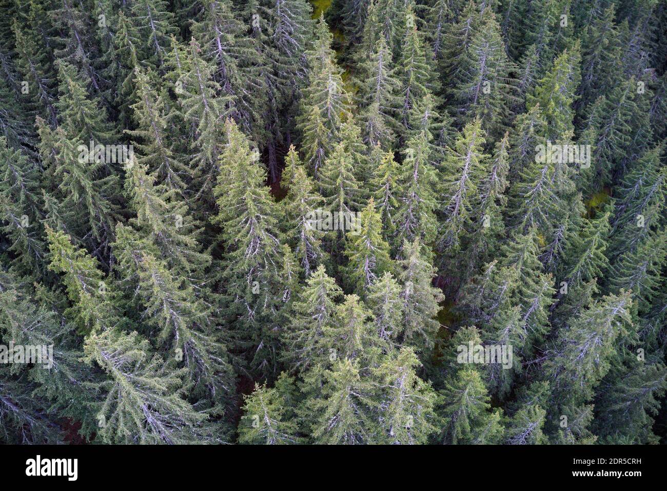 Aerial drone view of a mountainous old Pine tree forest landscape. Stock Photo