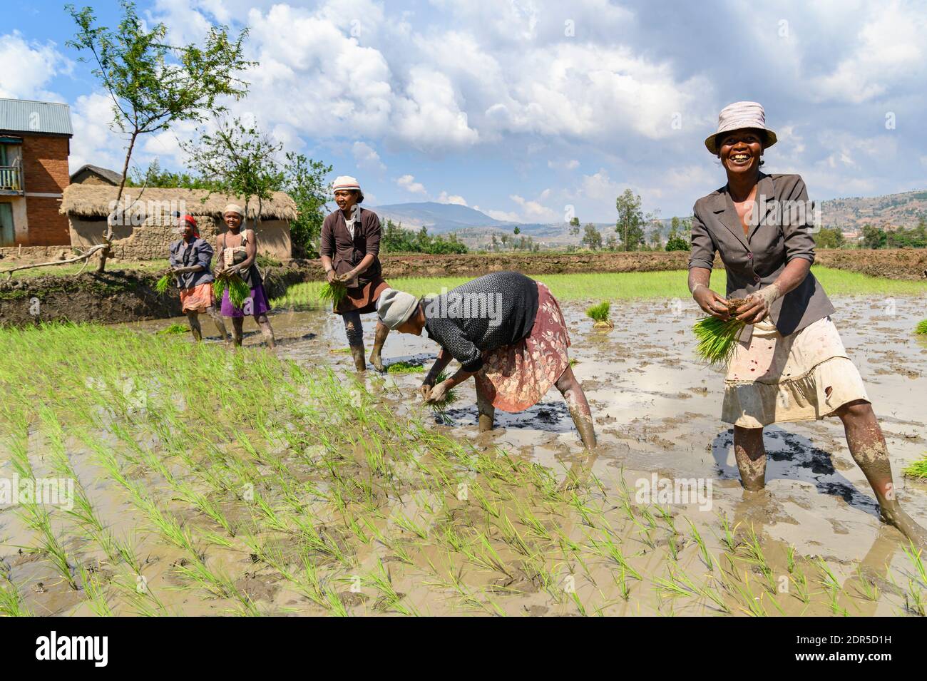 Women planting rice, Central Madagascar Stock Photo