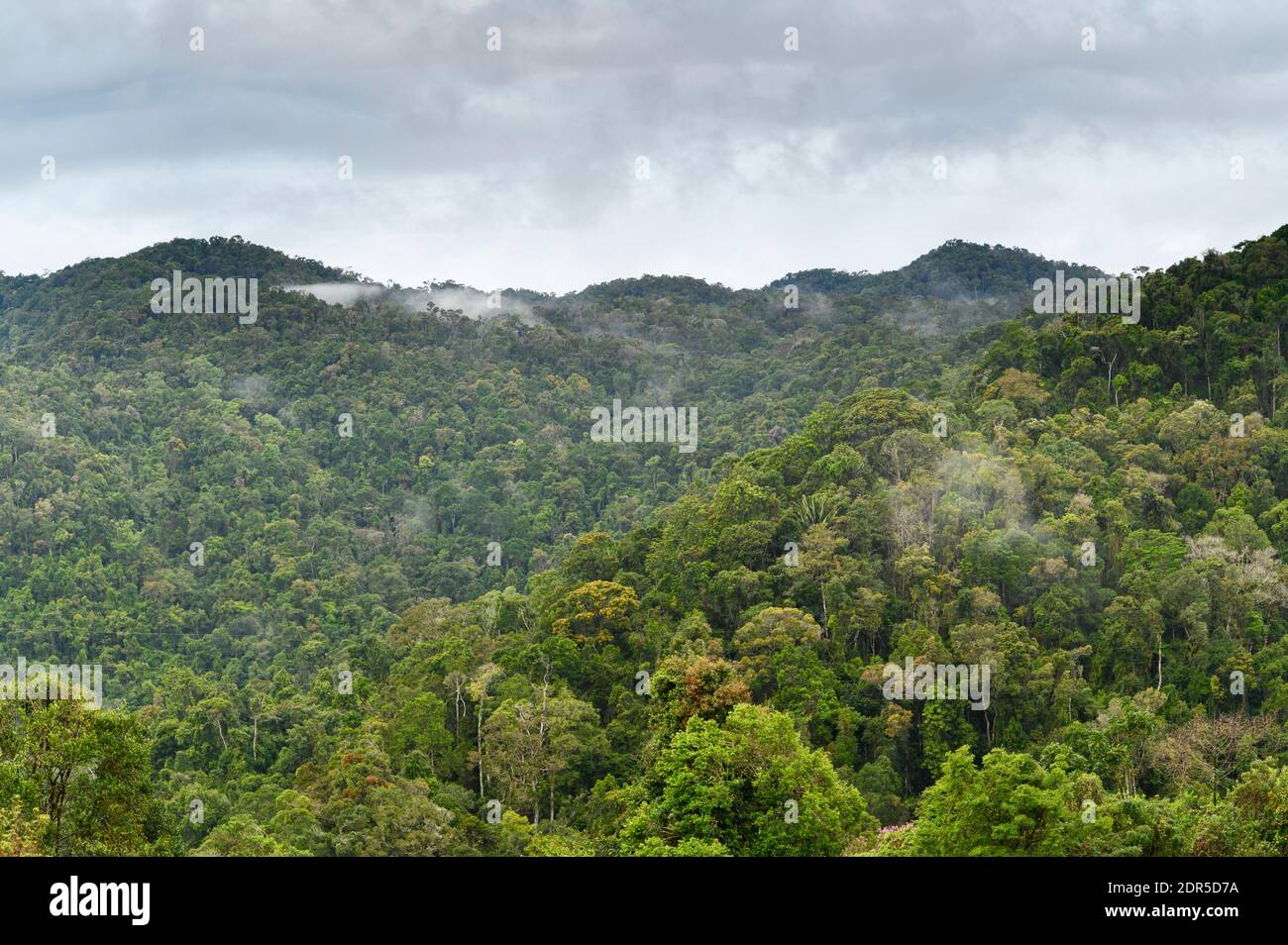Tropical rainforest, Ranomafana National Park, Madagascar Stock Photo