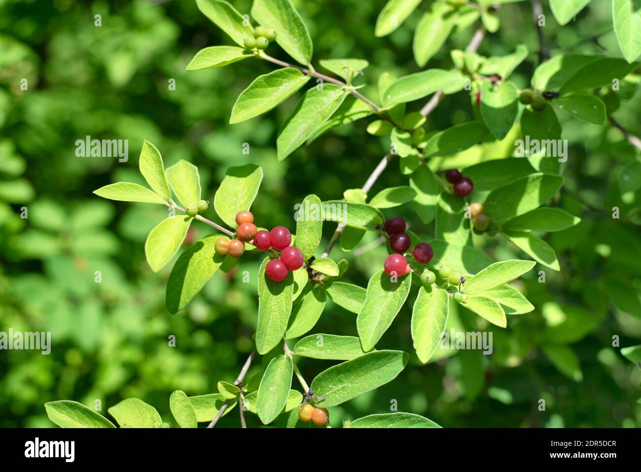 Red berries and leaves growing on a tatarian honeysuckle, Lonicera tatarica, growing in topsmead state park in litchfield connecticut. Stock Photo