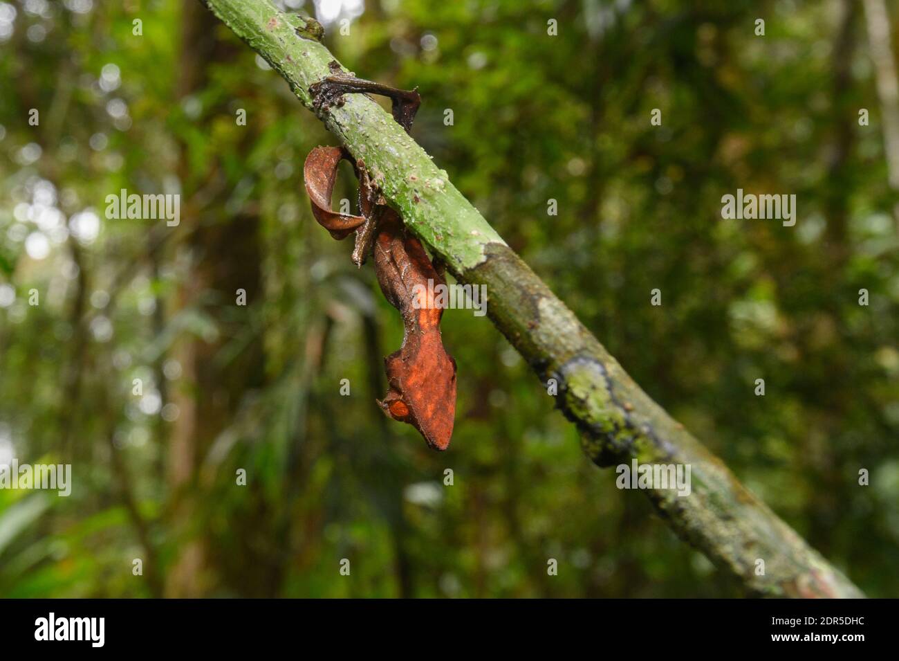 Satanic leaf-tailed gecko ( Uroplatus phantasticus), Ranomafana National Park, Madagascar Stock Photo
