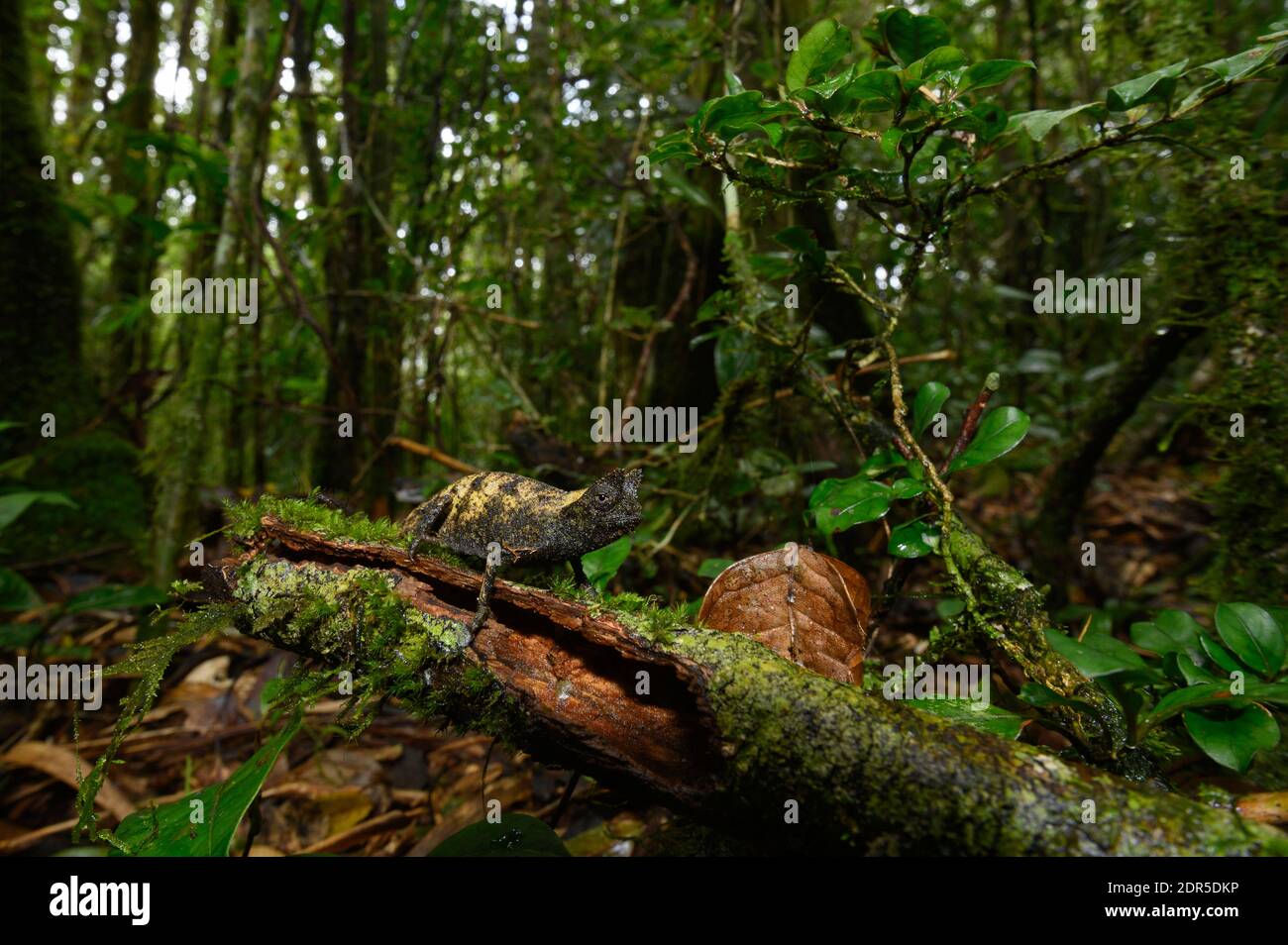 Stump-tailed chameleon (Brookesia superciliaris), Ranomafana National Park, Madagascar Stock Photo