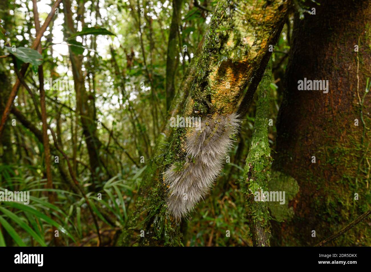 Carpet of hairy caterpillars on tree trunk, Ranomafana National Park, Madagascar Stock Photo