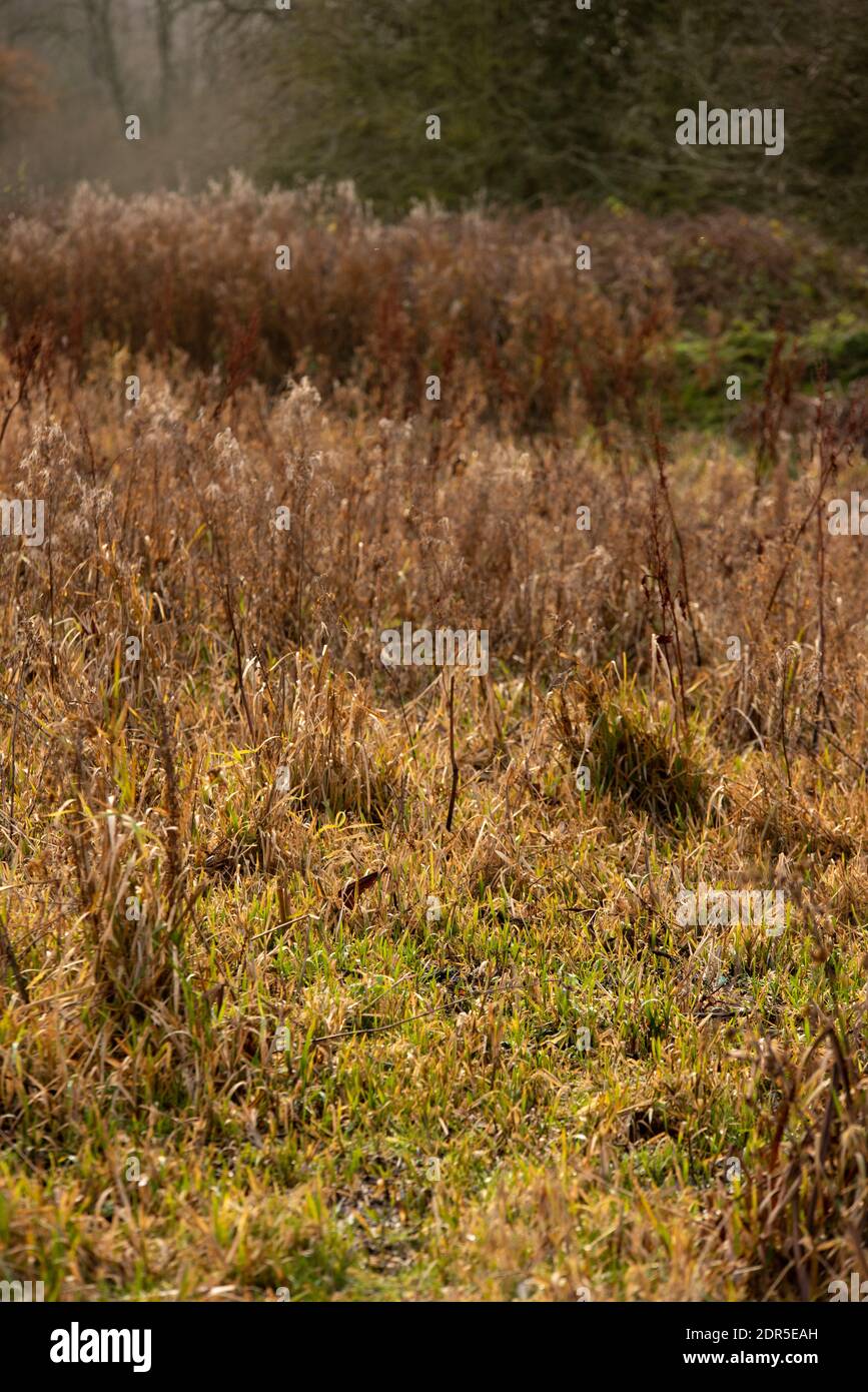 low depth of field of dry winter grass folaigein uk Northampton layers of long grass Stock Photo