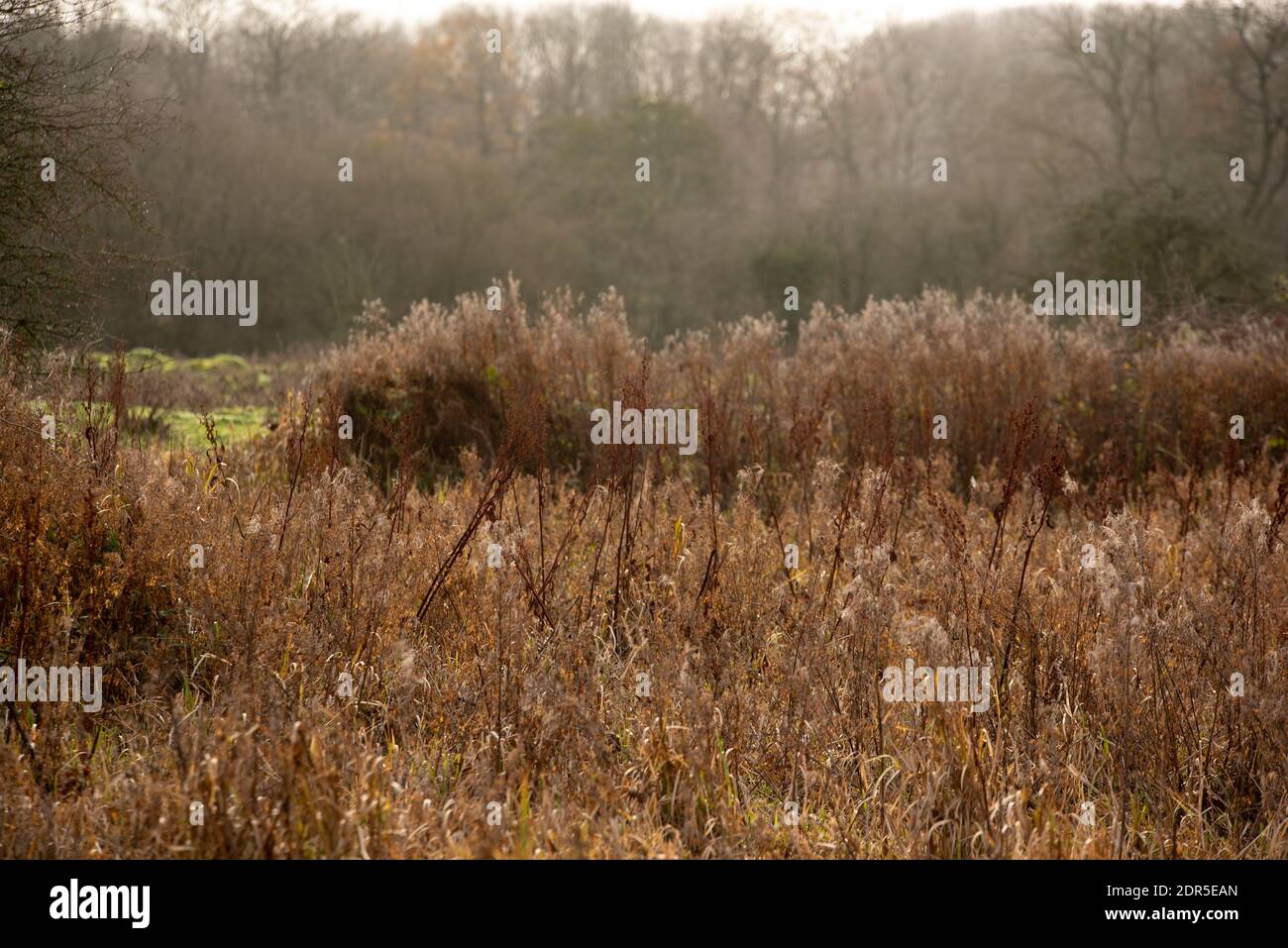 low depth of field of dry winter grass folaigein uk Northampton layers of long grass Stock Photo